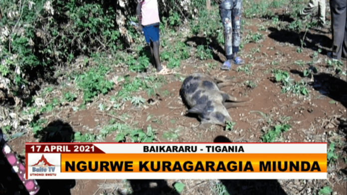 Pack of pigs vandalizing farms in Baikararu-Tigania