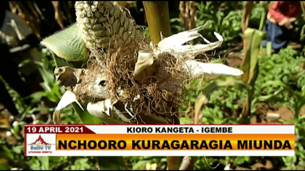 Monkeys terrorise village in Kioro-Kangeta, damage crops