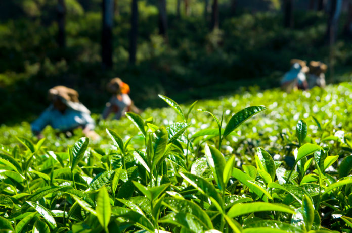 tea-pickers-working