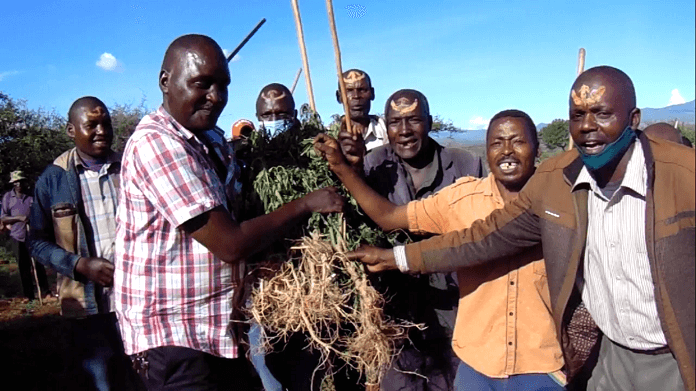 Bhang farmer