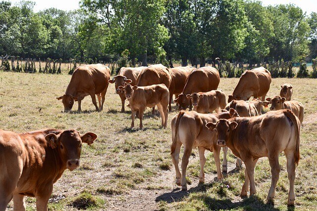 Weaning with a focus on calf health increases performance