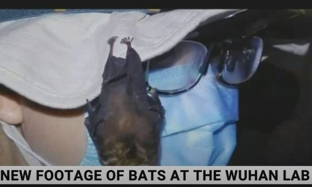 Bombshell video revelation: Live bats in Wuhan's lab