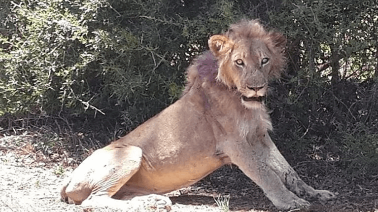 Lioness dies of coronavirus at zoo