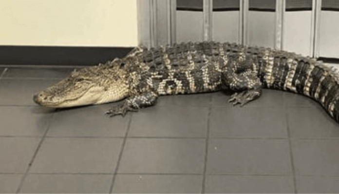 Terror at a post office due to invasion ... alligator