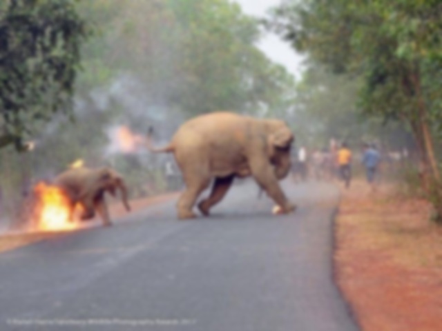 The photo of a little elephant burning by a human attack wins an international award - After all, who are the animals?