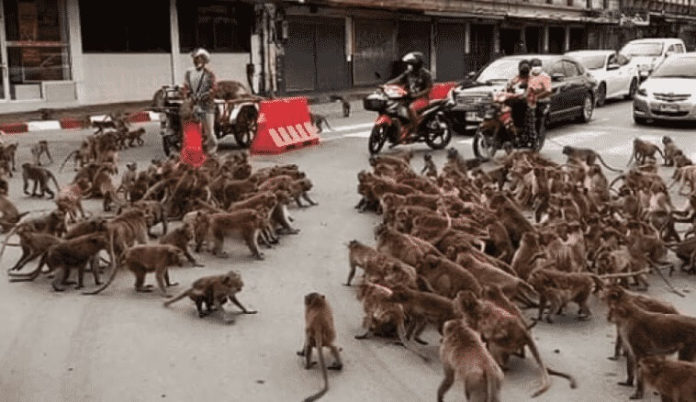 A different συμ gang war! Monkeys resolve their differences in the city center [VIDEO]