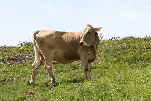 Man Caught Having Sex With Neighbour's Cow