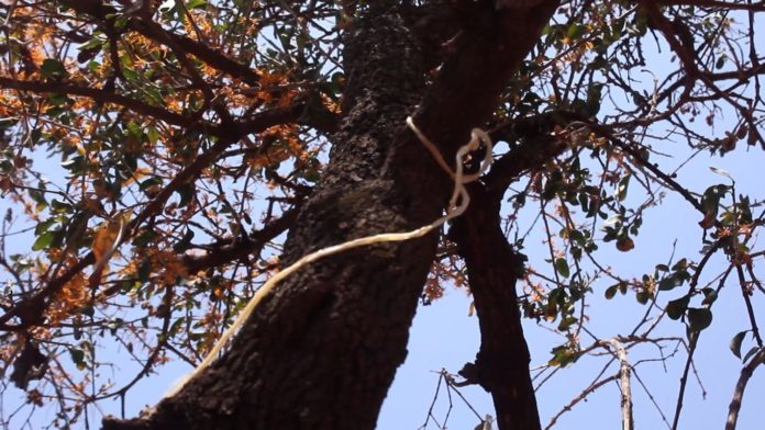 Man commits suicide by hanging himself