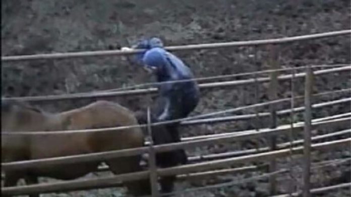 A 25-year-old man who had sex with a horse escaped from prison - He was caught 26 minutes later