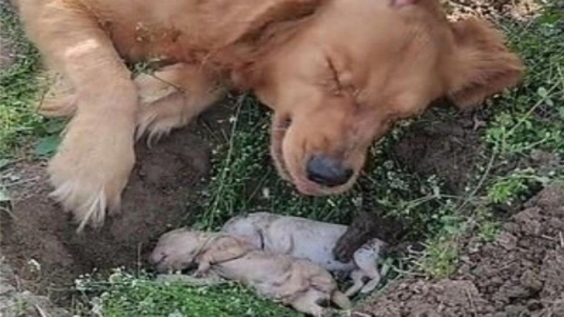 Heartbreaking video: Dog lost her young in childbirth - She cries over the pit she dug