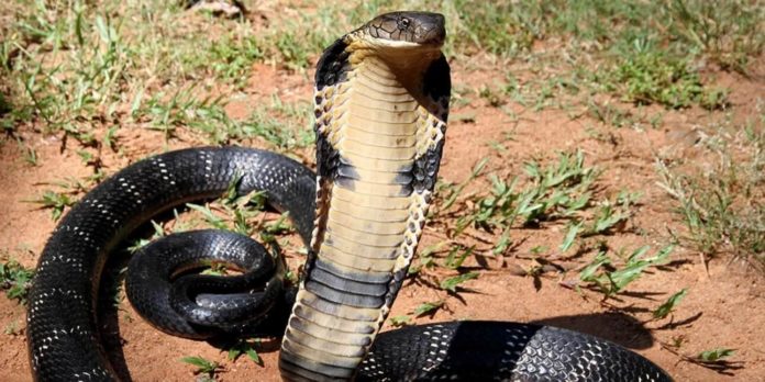 A 54-year-old put a cobra to bite his lifeguard to collect life insurance of 5M!