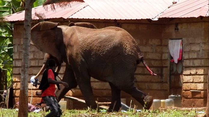 A cow killed after marauding elephant tear down house in Kaongo village